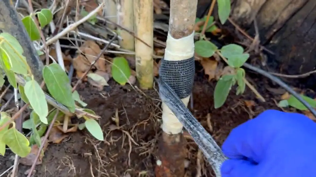 Water service line and meter connection work in soil during a plumbing service visit in La Crescenta